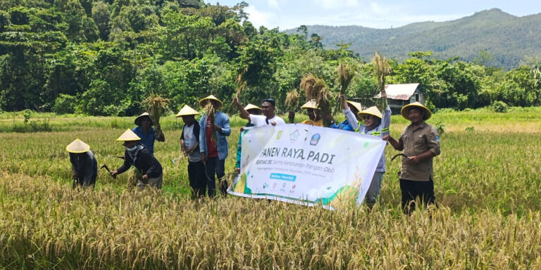 Harita Nickel Gelar Panen Raya Padi Kedua Program Sentani Di Desa Buton