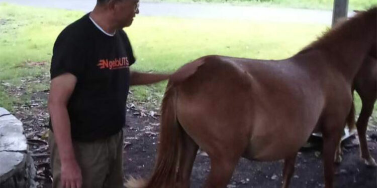 Dahlan Iskan di belakang kuda Bima. Foto : Disway