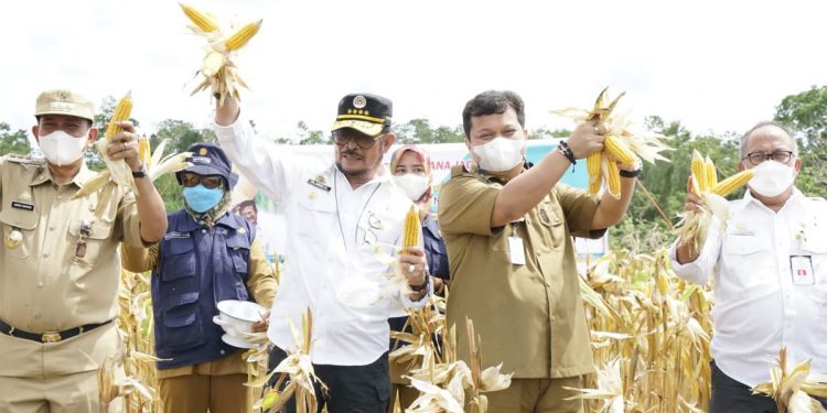 Menteri Pertanian (Mentan) Syahrul Yasin Limpo panen jagung perdana di kawasan pertanian terpadu (integrated farming) Kabupaten Wajo.