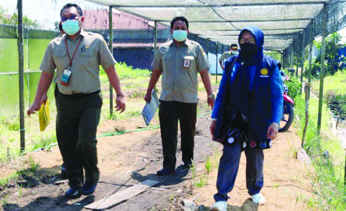 Hilirisasi Cabai, Kementan Tingkatkan Kapasitas Petani Milenial Tanah ...