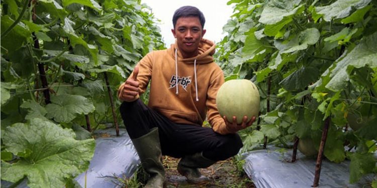 petani-melon