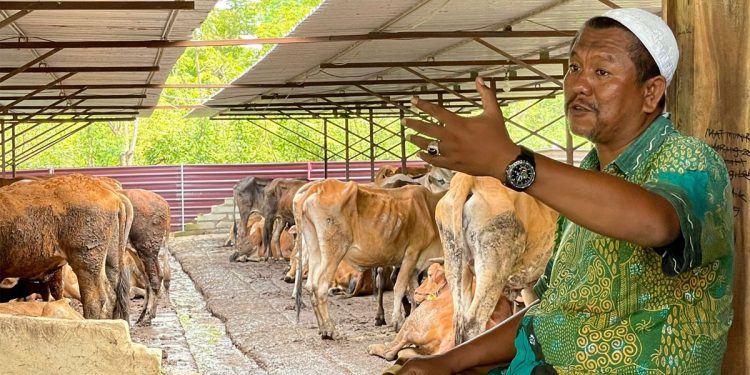 KH Ilzamuddin, saat ini mengembangkan 72 ekor sapi di area pondok pesantrennya. Kyai muda ini telah mengembangkan pakan ternak dengan teknologi pakan modern dan khusus kesehatan didampingi Puskeswan. Foto: Kementan