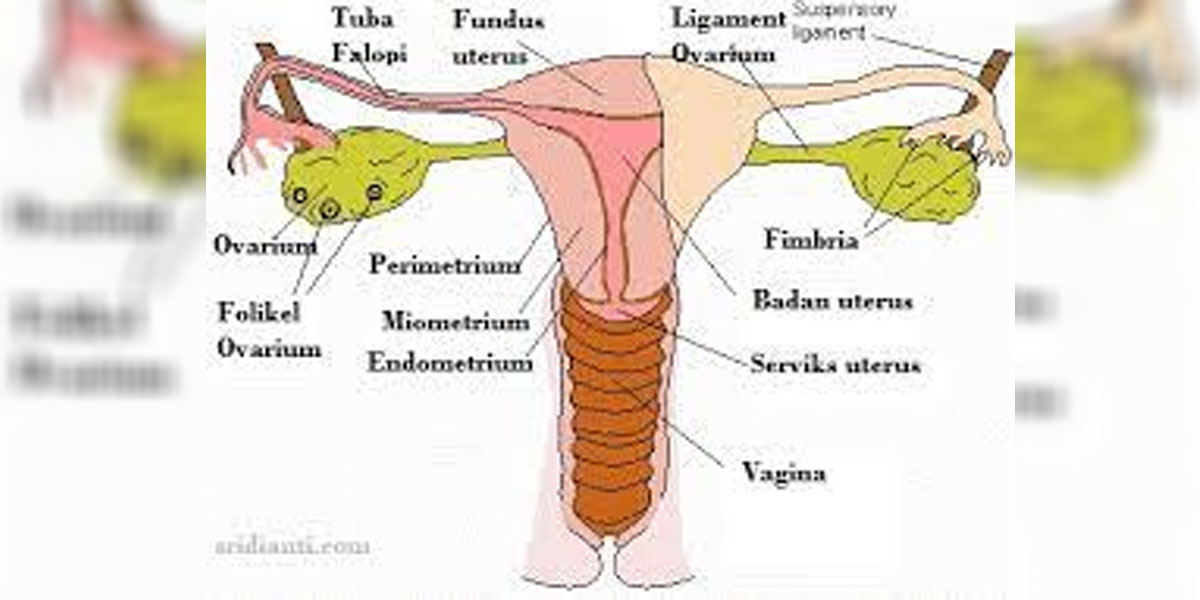 Ini Enam Langkah Tepat Jaga Kesehatan Organ Reproduksi Wanita