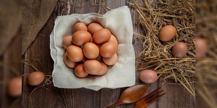 Telur-Ayam