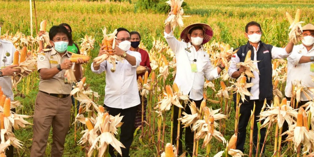Kementan Genjot Produksi Jagung untuk Bahan Pangan - panen jagung - www.indopos.co.id