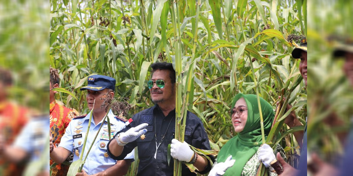 Panen Sorgum Di Jombang, Mentan SYL: Akselerasi Ketahanan Pangan ...