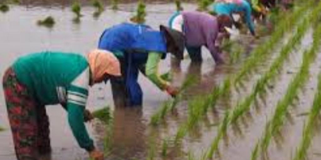 Kategori Pekerja Rentan, Petani Butuh Perlindungan BPJS Ketenagakerjaan - petani di sawah - www.indopos.co.id