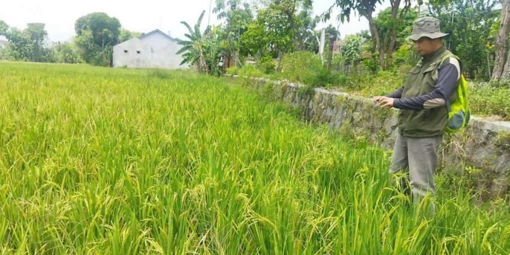 Kementan: Serangan Kerdil Rumput ke Padi di Sragen Hanya 0,66 Hektare - kementan padi sawah - www.indopos.co.id