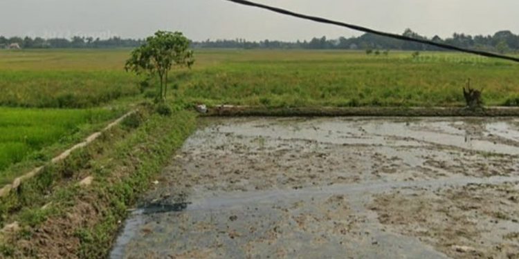 Lahan sawah irigasi yang akan dibangun SMAN 30 Kabupaten Tangerang. (Istimewa)