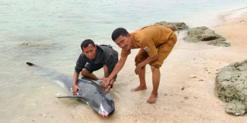 Warga Lebak Dihebohkan Ikan Lumba-Lumba Terdampar di Pantai Tanjung Panto - lumba - www.indopos.co.id