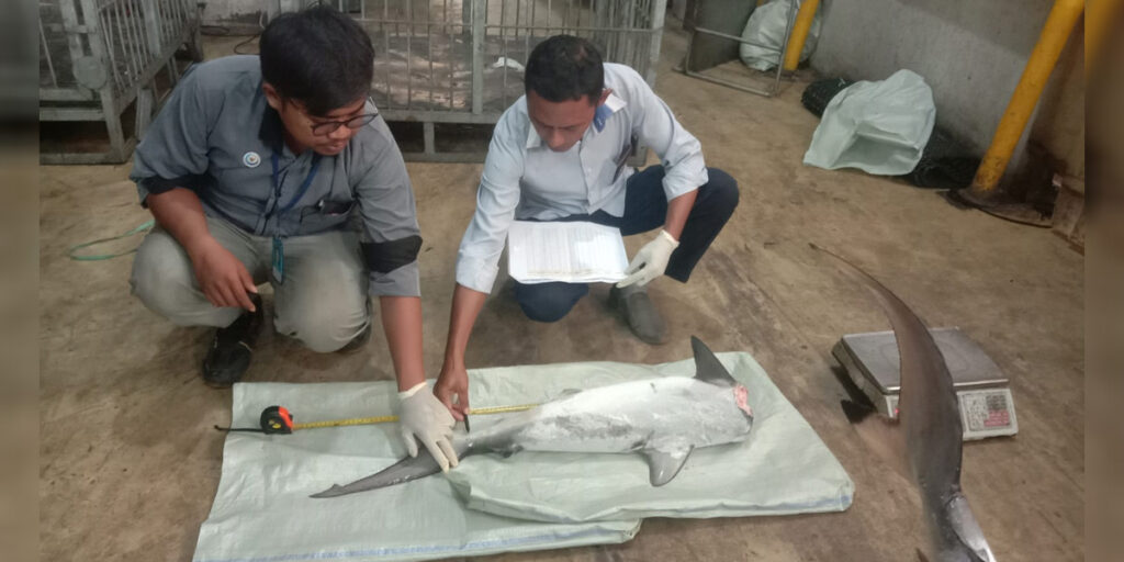 Atur Ketat Perdagangan Ikan Hiu dan Pari, KKP: Tidak Ada Celah Penyelundupan - penjualan hiu - www.indopos.co.id