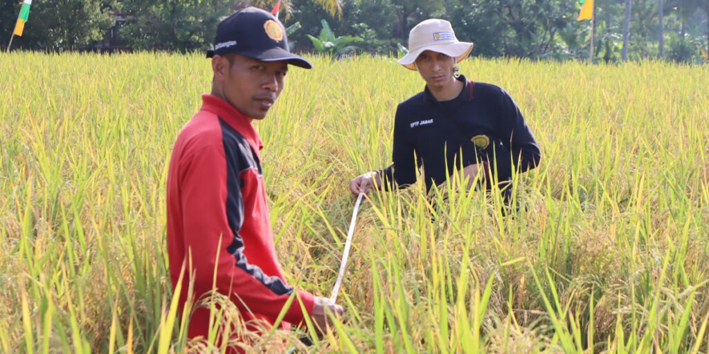 Stok Padi 1,5 Juta Ton, BPTP Pastikan Wilayah Jawa Barat Aman - petani padi - www.indopos.co.id