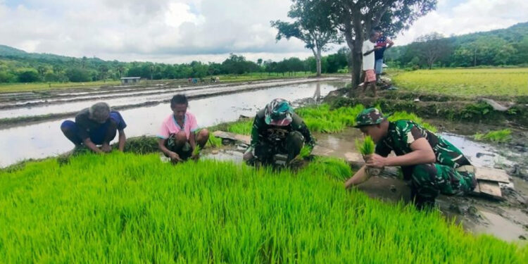 TNI AD membantu masyarakat menanam padi di Desa Sunkaen Kecamatan Bikomi Nilulat, Kabupaten Timor Tengah Utara, NTT. (Dok Dispenad)