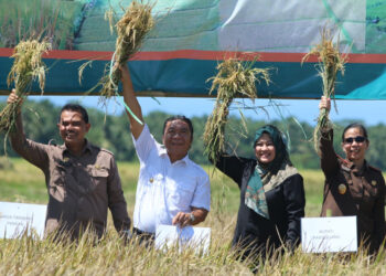 Panen raya padi di Banten (Dokumen indopos.co.id)