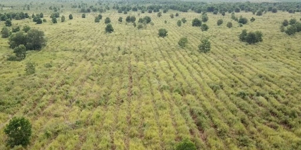 SKK Migas dan PetroChina Hijaukan Ratusan Hektare Hutan Gambut dan Hutan Kota - Hutan Lindung Gambut Sei Londerang - www.indopos.co.id