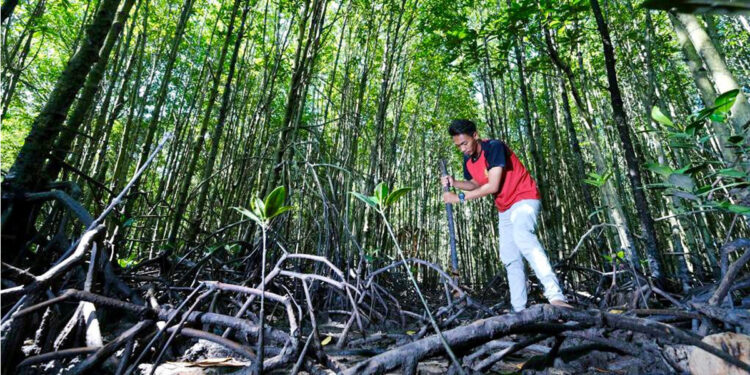 PT Pertamina Hulu Rokan (PHR) melalui Wilayah Kerja Rokan melaksanakan program Konservasi Hutan Mangrove dan memanfaatkannya sebagai kawasan Ecoeduwisata Bandar Bakau di Dumai, Provinsi Riau. Dalam hal ini, PHR bekerja sama dengan Lembaga Penelitian dan Pengabdian Masyarakat (LPPM) Universitas Riau berkolaborasi dalam membina Kelompok Pecinta Alam Bahari Dumai untuk menjaga lingkungan di pesisir Riau tersebut. Foto: PHR. Foto: PHR