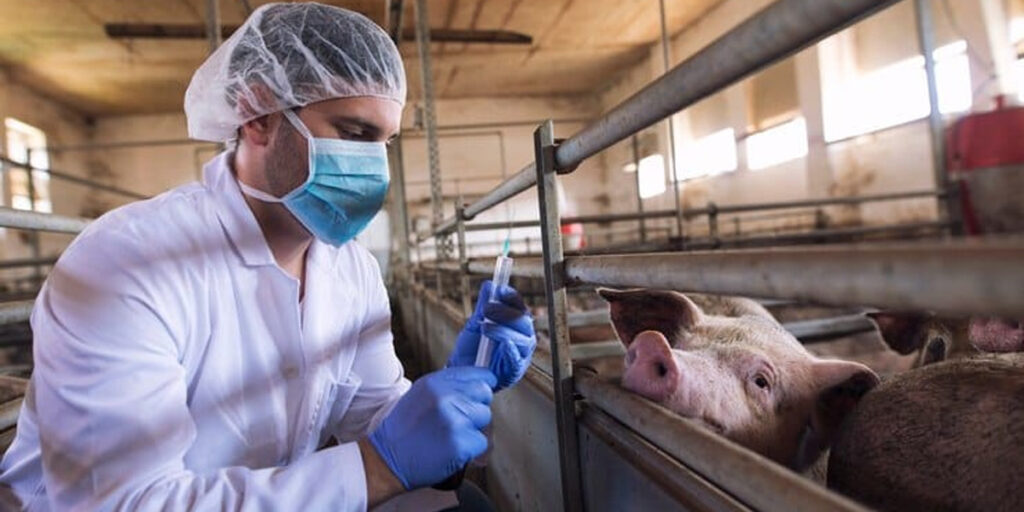 Flu Babi Afrika Masuk Batam, Epidemiolog Berpesan Waspadai Hal Ini - flu babi - www.indopos.co.id