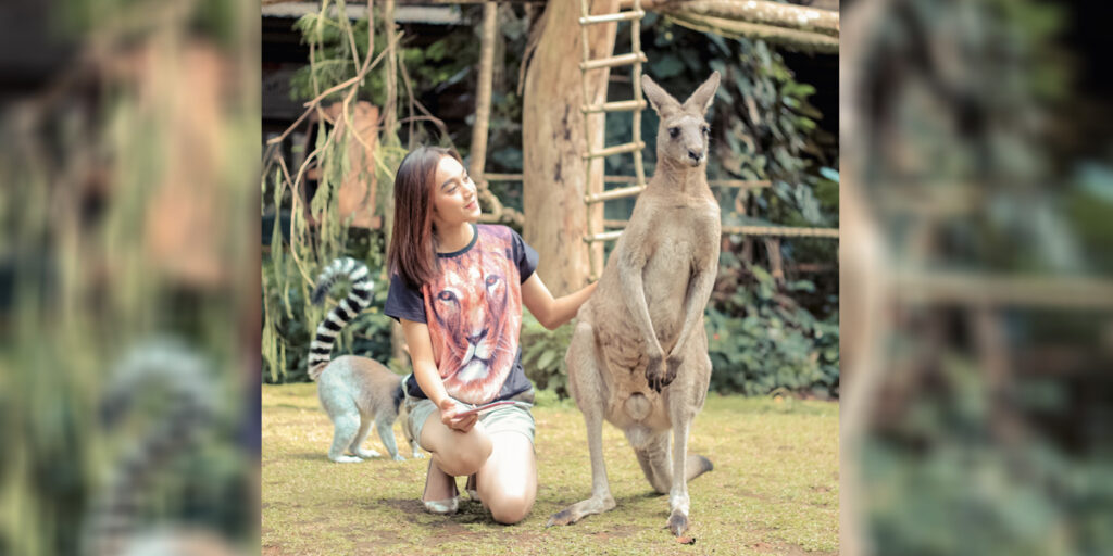 Rasakan Sensasi Bercengkerama dan Feeding Kanguru Australia di Taman Safari Bogor, Cukup Bayar Rp35 Ribu Saja! - kanguru - www.indopos.co.id