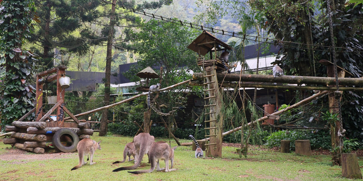 Rasakan Sensasi Bercengkerama dan Feeding Kanguru Australia di Taman Safari Bogor, Cukup Bayar Rp35 Ribu Saja! - kanguru1 - www.indopos.co.id