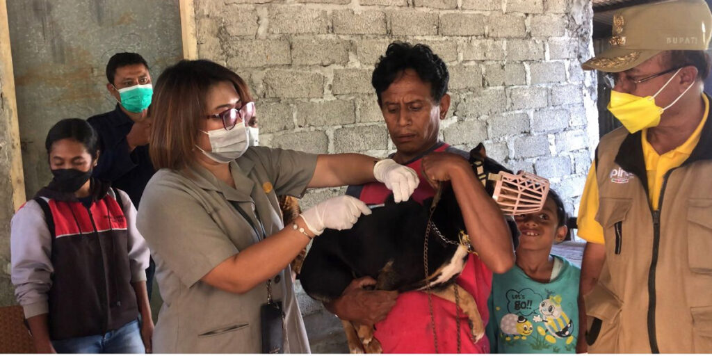 Tekan Penyebaran Virus, Kementan Lakukan Vaksinasi Massal Rabies di Timor Tengah Selatan - rabies - www.indopos.co.id