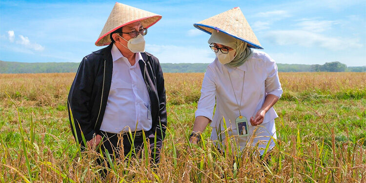 Direktur Bisnis Perum BULOG Febby Novita (kanan) meninjau lahan padi. Foto: Dok. Perum BULOG