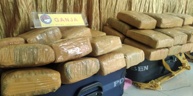 Barang bukti narkotika jenis ganja yang hendak diselundupkan dari Aceh ke Jakarta. Foto: Ist