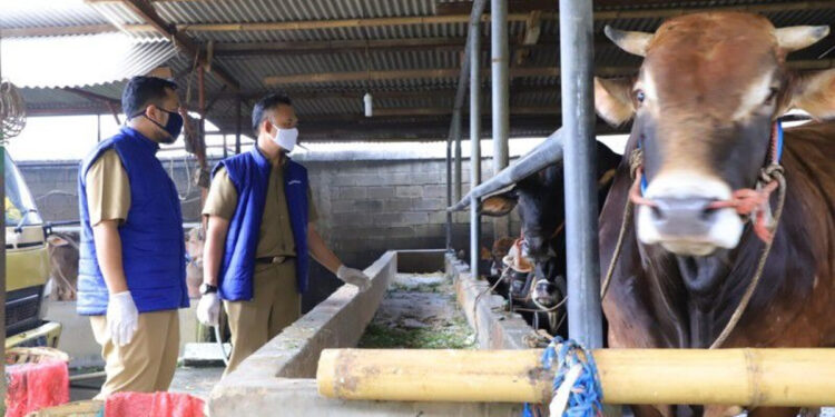 Pemkot Tangerang memperketat masuknya hewan ternak ke wilayah Kota Tangerang untuk mencegah masuknya virus antraks. Foto: Humas Pemkot Tangerang