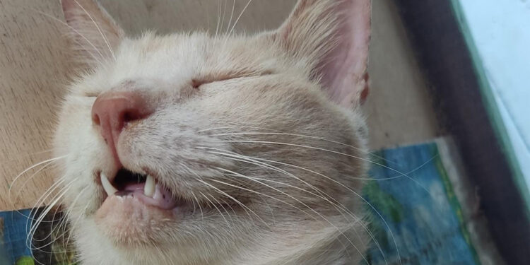 Ilustrasi kucing tengah menunjukkan giginya. Foto: Dok Indopos.co.id
