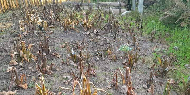Gagal panen akibat musim kemarau berkepanjangan diiringi cuaca ekstrem yang terjadi di Kabupaten Puncak, Provinsi Papua Tengah. (Ist)