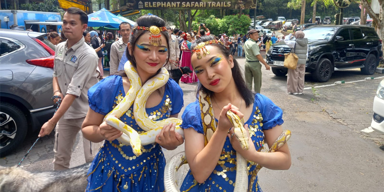 Meriah! Parade Budaya dan Satwa Peringatan HUT ke-78 RI di Taman Safari Bogor Disambut Ribuan Pengunjung - tsi 1 - www.indopos.co.id