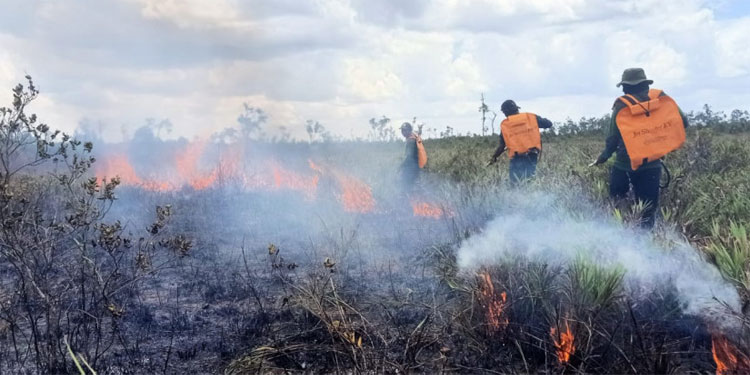 Asap Kebakaran Hutan di Sumatera dan Kalimantan, Menteri LHK: Tidak Ada Asap Sampai Malaysia - karhutla - www.indopos.co.id