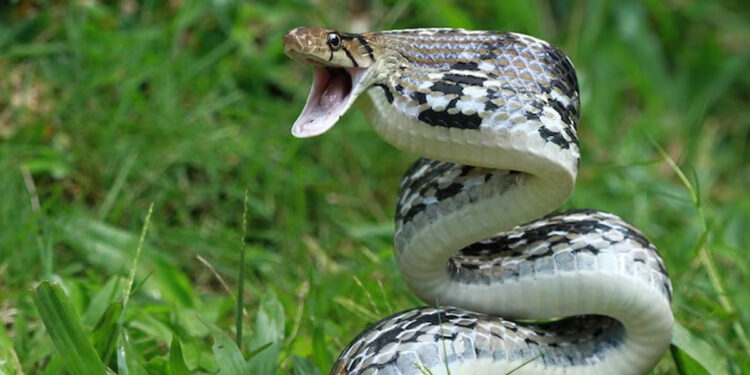 Ilustrasi ular. Foto: Freepik