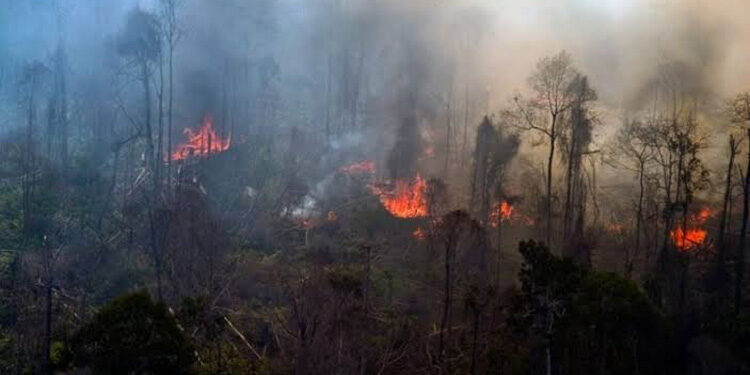 Ilustrasi kebakaran hutan. (Dok. BPBD)