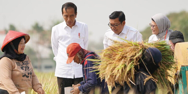 Presiden Jokowi didampingi Plt. Mentan Arief Prasetyo Adi melakukan panen raya padi di Desa Karanglayung. Foto: Humas Kementan