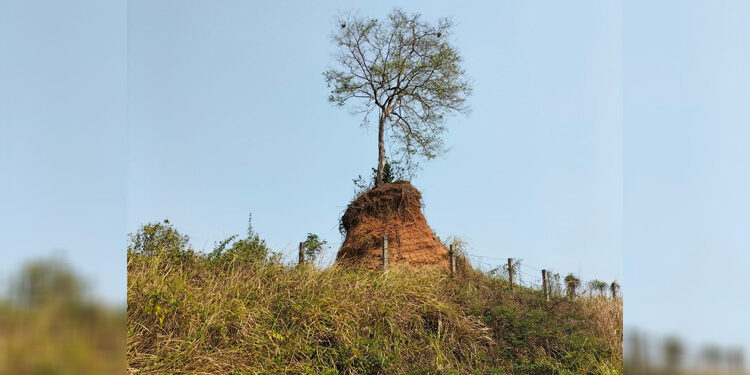 Sebuah pohon yang dianggap keramat dan tidak bisa ditebang di kilometer (KM) 87 tol Serang-Panimbang. Foto: Yasri Chaniago/INDOPOSCO