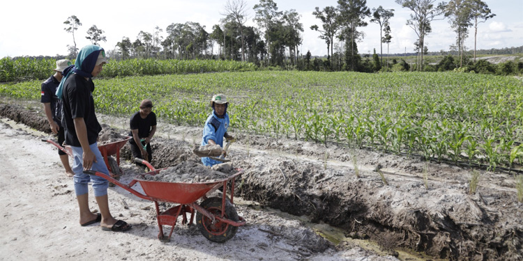 Kementan melakukan asistensi dengan pendampingan teknologi pangan di lahan food estate Gunungmas, Kalimantan Tengah. (Dok Kementan)
