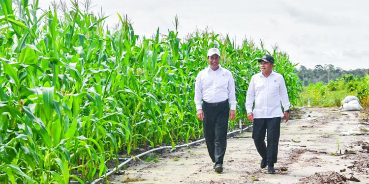 Kementerian Pertanian (Kementan) bersama Kementerian Pertahanan (Kemenhan) terus fokus mengembangkan jagung pada lahan food estate Gunung Mas, Kalimantan Tengah. (Dok Kementan)