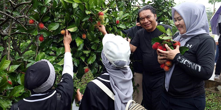 Pj Gubernur Banten Al Muktabar panen buah rambutan. (Dok Humas Pemprov Banten)