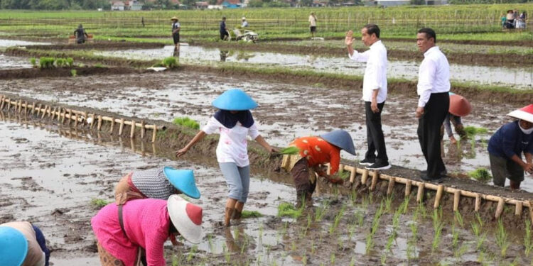 Presiden Pastikan Ketersediaan Pupuk Subsidi Aman - Www.indopos.co.id