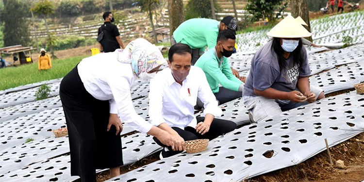 Presiden Jokowi didampingi Ibu Negara Iriana menanam bawang merah bersama para petani di Desa Bansari, Kabupaten Temanggung, Jawa Tengah, Selasa (14/12/2021). (BPMI Setpres)