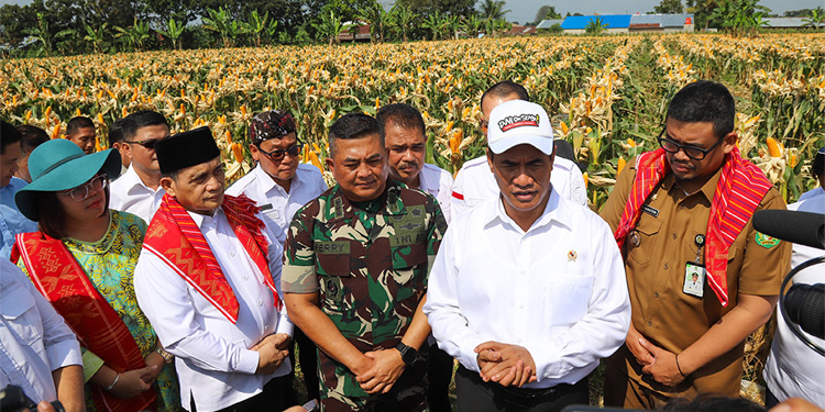 Mentan Andi Amran Sulaiman didampingi Wali Kota Medan, Bobby Afif Nasution melakukan panen dan tanam jagung di Kota Medan. Foto: Dok. Kementan