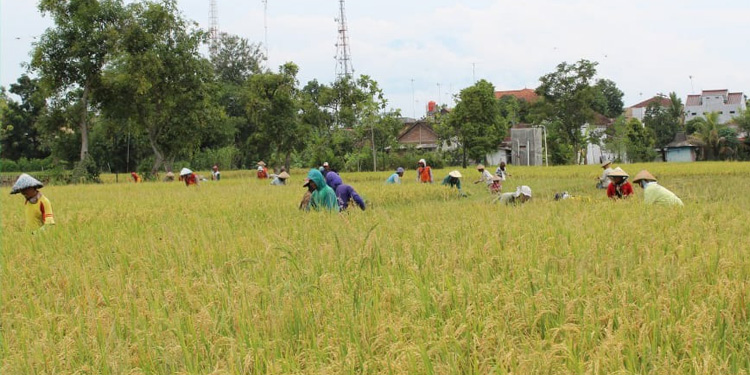 Dari Ngawi, Petani Segera Banjiri Kebutuhan Beras Nasional - petani padi - www.indopos.co.id