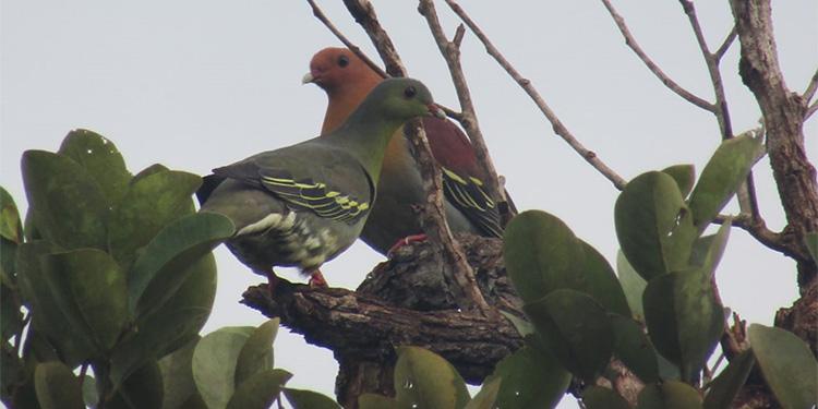Habitat burung di kawasan Konservasi Sungai Pukun di Desa Pematang Limau, Kabupaten Seruyan, Kalimantan Tengah (Kalteng). Foto : ist