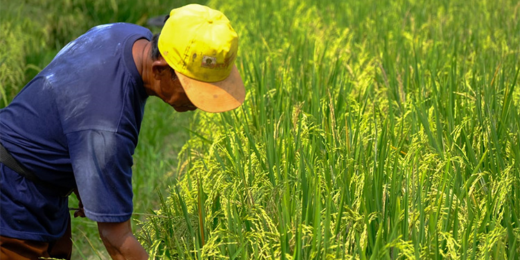 Petani tengah memeriksa pertumbuhan padi di sawah. Foto : WPI for indopos.co.id