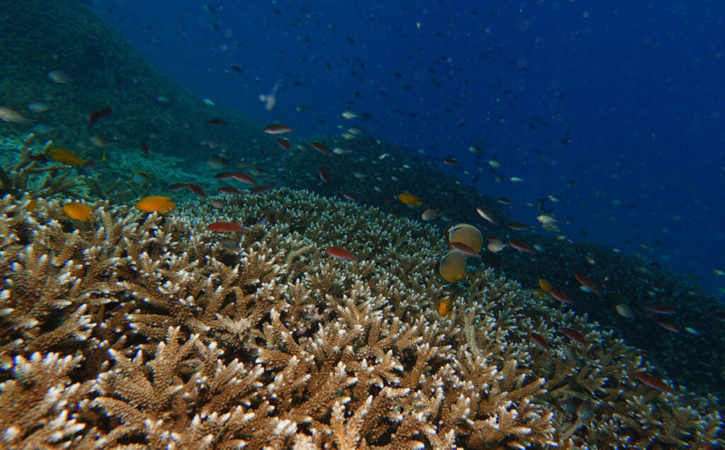 Ekosistem-Bawah-Laut