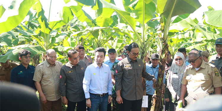 Panen pisang Cavendish di lahan Reforma Agraria Kabupaten Sukabumi. (dok Kepala BPN Kabupaten Sukabumi)