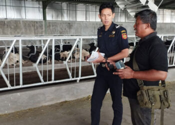 Fasilitasi kegiatan importasi sapi perah berjenis Friesian Holstein dari Australia. Foto: Humas Bea Cukai